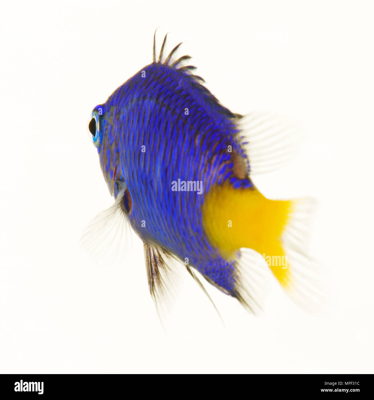 Yellow Tail Blau Dirne Fisch (Chrysiptera parasema). Omnivorious tropical marine Rifffischen. Dist. des Indischen und Pazifischen Ozeans einschließlich Sri Lanka, Mauriti Stockfoto