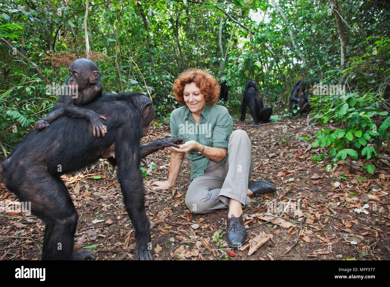 Claudine Andre mit Bonobos (Pan paniscus) Gründer des Heiligtums Lola Ya Bonobo Schimpansen. Demokratische Republik Kongo Stockfoto