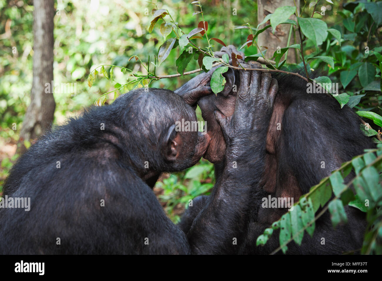 Bonobo/pygmy Schimpansen (Pan paniscus) pflegen, Heiligtum Lola Ya Bonobo Schimpanse, der Demokratischen Republik Kongo. Captive Stockfoto