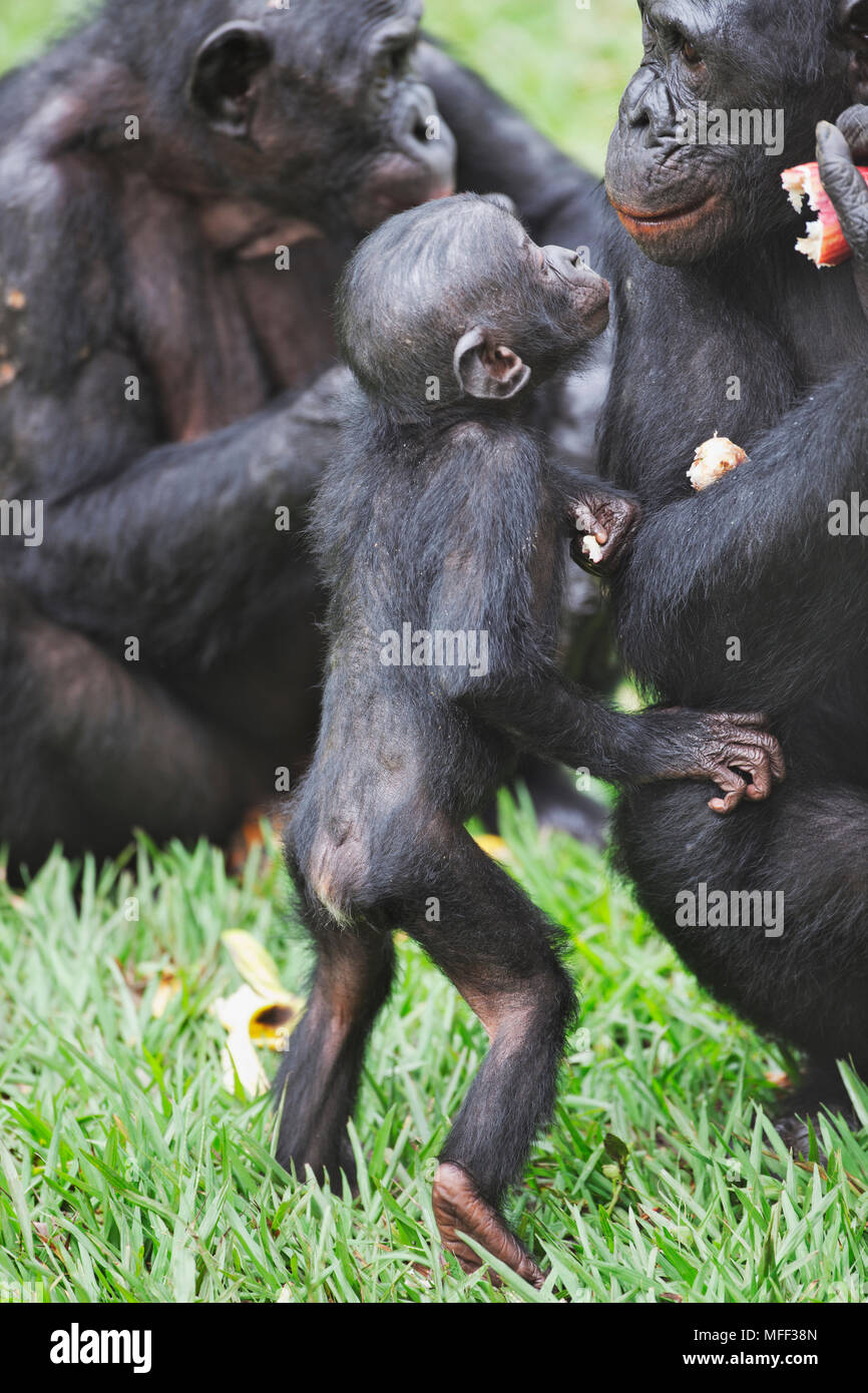 Bonobo/pygmy Schimpansen (Pan paniscus) Familie Interaktion, Sanctuary Lola Ya Bonobo Schimpanse, der Demokratischen Republik Kongo. Captive Stockfoto