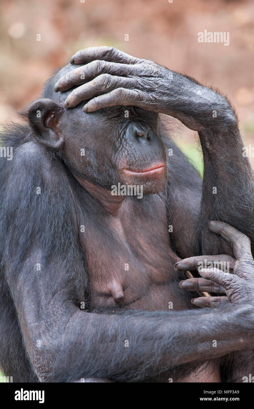 Bonobo/pygmy Schimpansen (Pan paniscus) Heiligtum Lola Ya Bonobo Schimpanse, der Demokratischen Republik Kongo. Captive Stockfoto