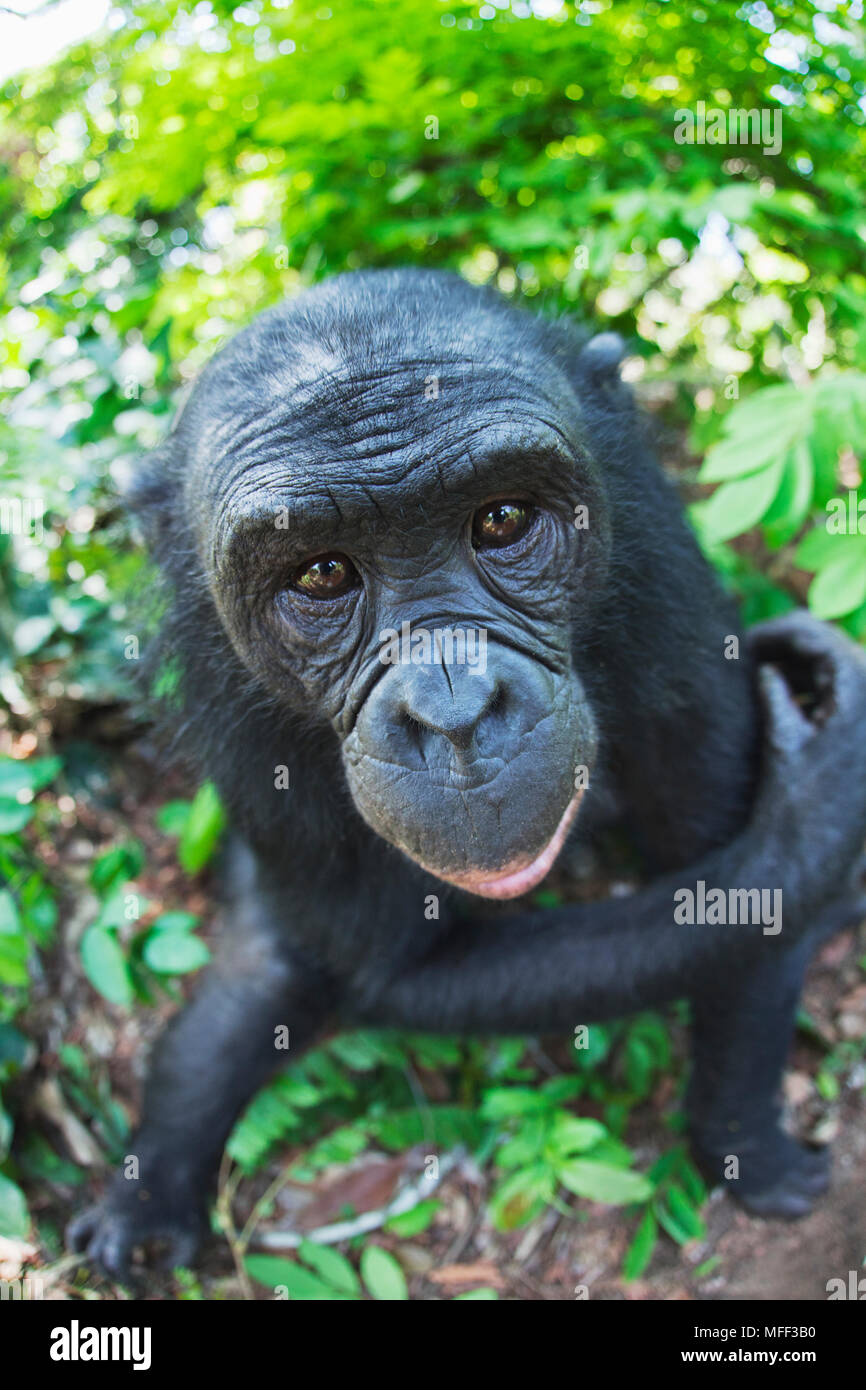 Bonobo/pygmy Schimpansen (Pan paniscus) Erwachsenen, Sanctuary Lola Ya Bonobo Schimpanse, der Demokratischen Republik Kongo. Captive Stockfoto