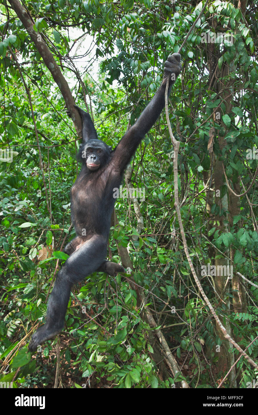 Bonobo/pygmy Schimpansen (Pan paniscus) Heiligtum Lola Ya Bonobo Schimpanse, der Demokratischen Republik Kongo. Captive Stockfoto