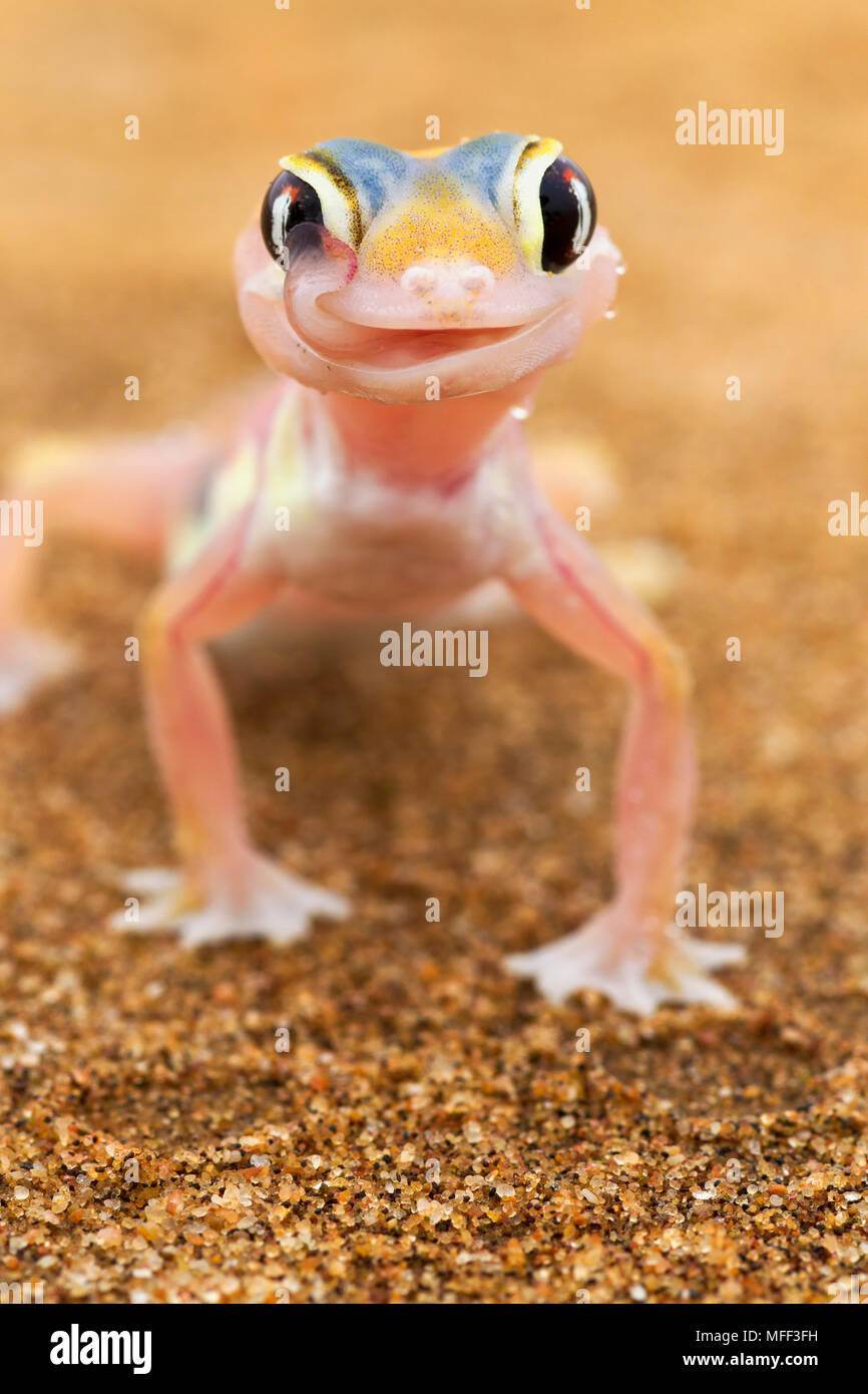 Web-footed Gecko (Palmatogecko rangei) lecken Auge, Dist. Wüste Namib, Namibia. Namib-Naukluft N. P, Namibia Stockfoto