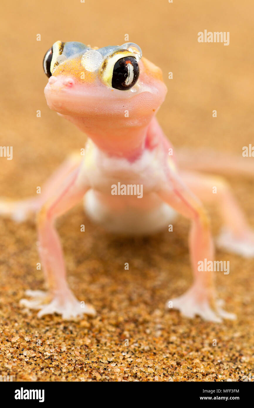 Web-footed Gecko (Palmatogecko rangei) Dist. Wüste Namib, Namibia. Namib-Naukluft N. P, Namibia Stockfoto
