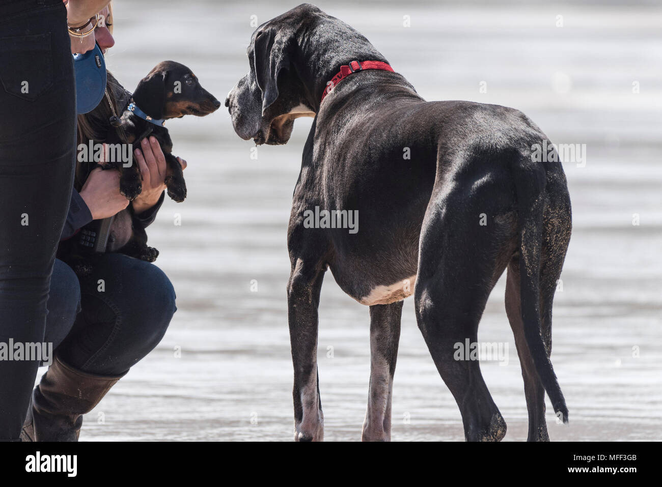 Eine Dogge treffen ein Dackel Welpen. Stockfoto