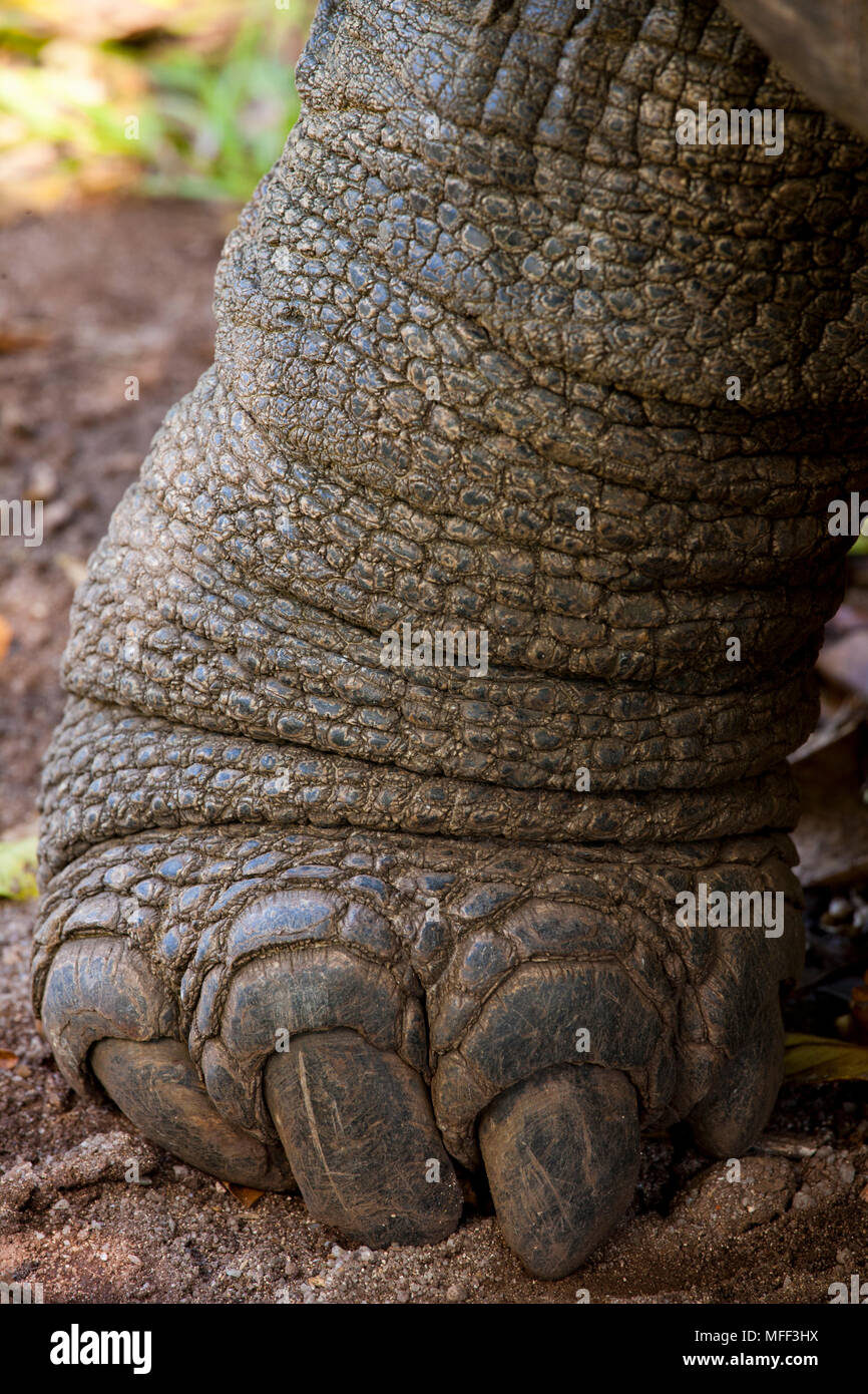 Riesenschildkröte (Geochelone gigantea). Gefährdete Arten. Seychellen Cousine Island. Dist. Seychellen Inseln. Stockfoto