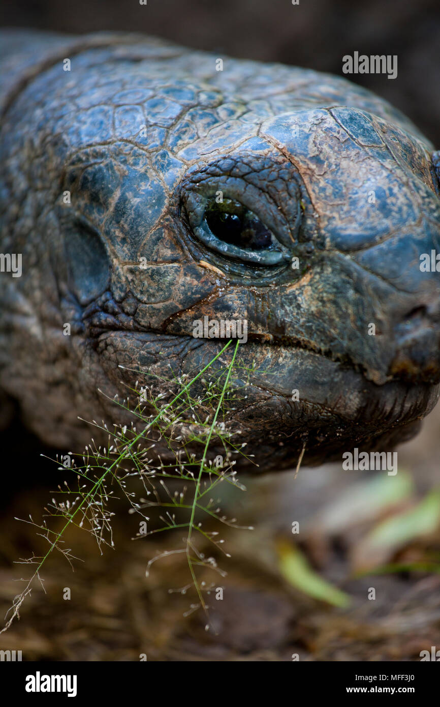 Riesenschildkröte (Geochelone gigantea). Gefährdete Arten. Seychellen Cousine Island. Dist. Seychellen Inseln. Stockfoto