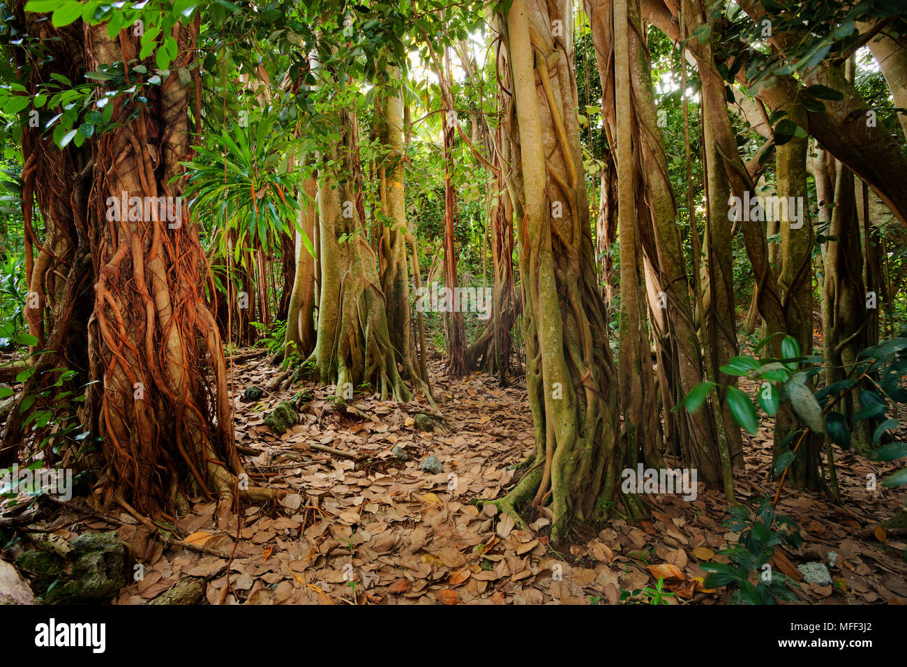 Banyan Bäume auf Cousine Island. Seychellen Stockfoto