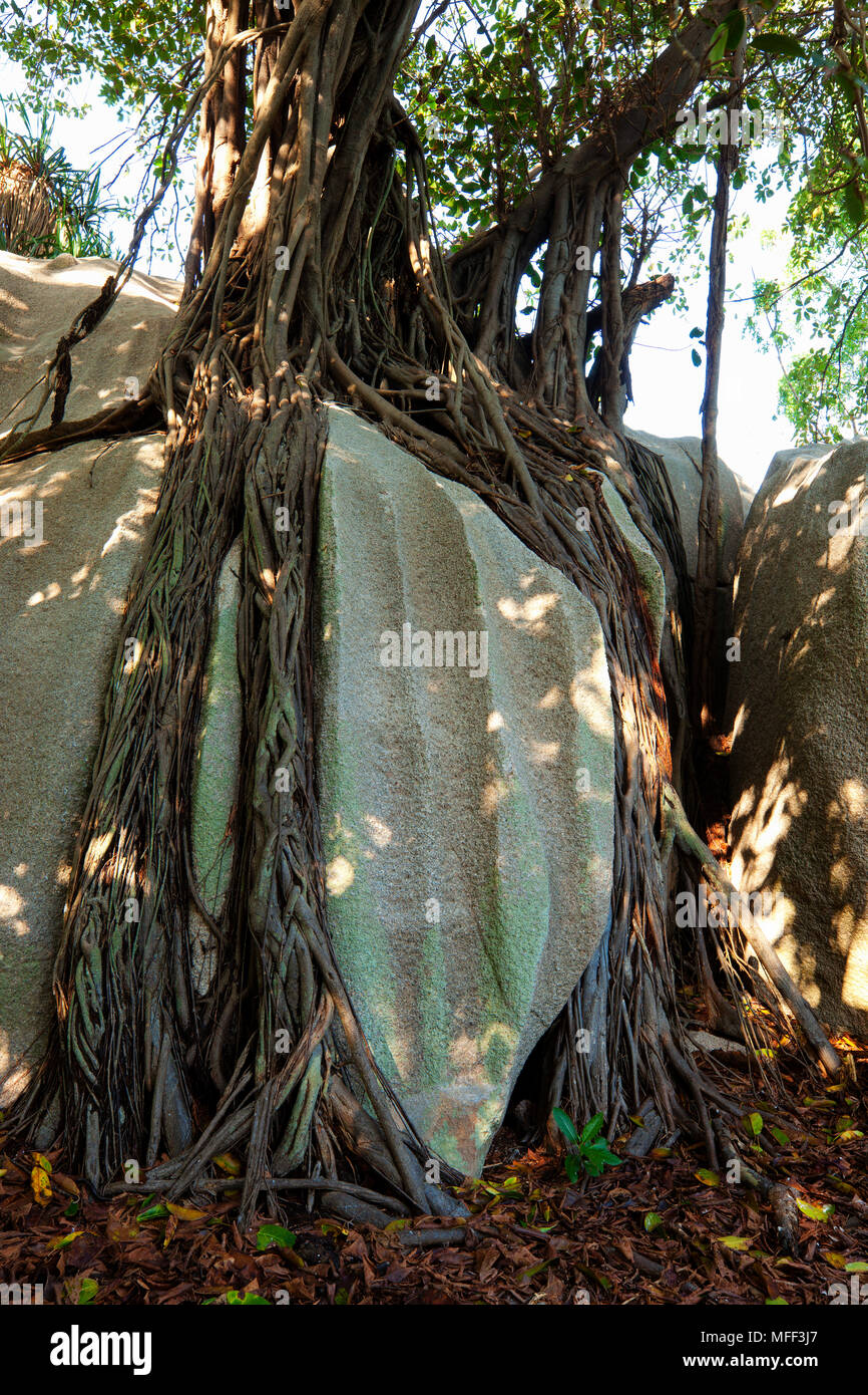 Große Blatt Abb. (Ficus lutea) Cousine Island Seychellen. Stockfoto