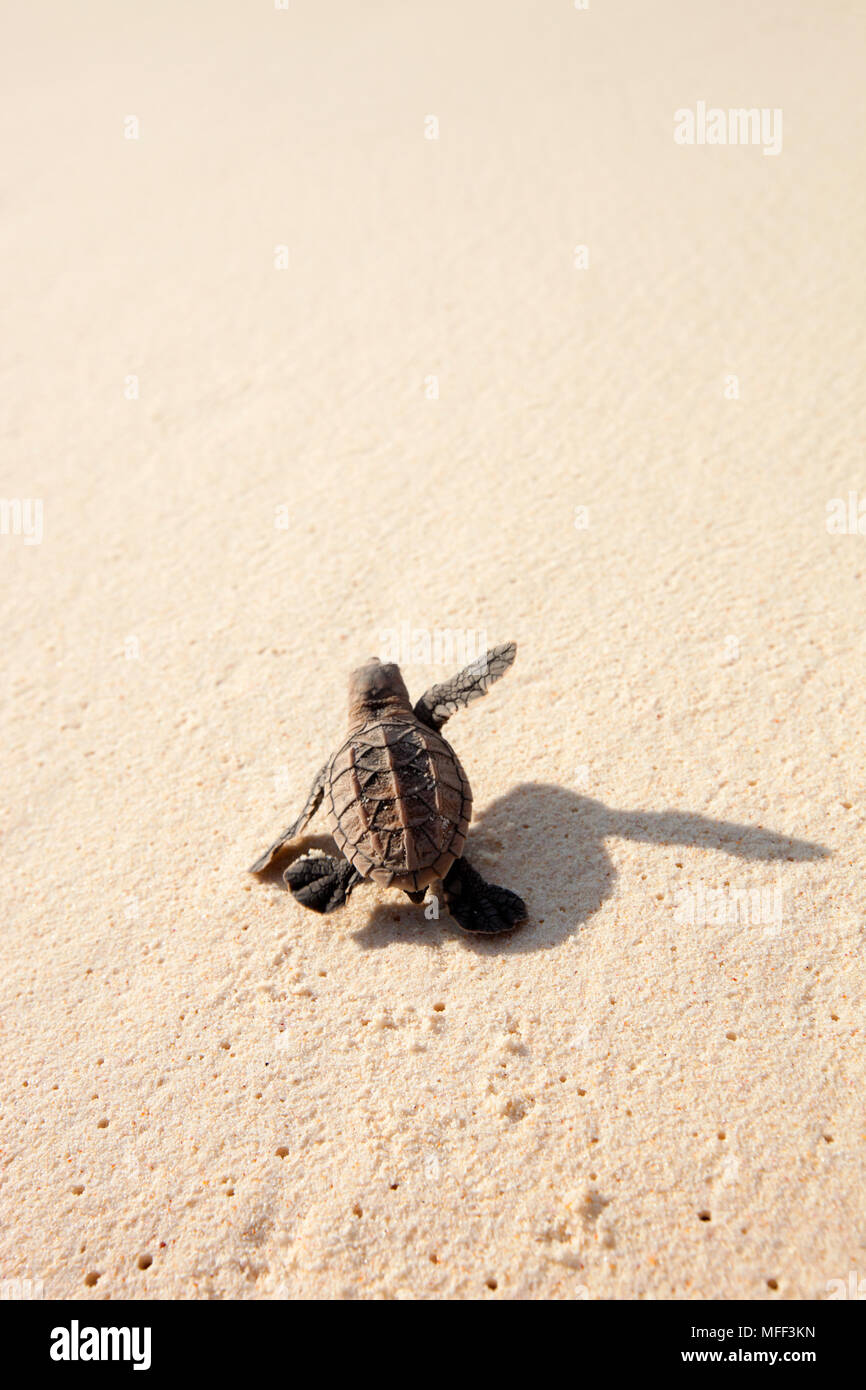 Karettschildkröte (Eretmochelys imbricata). Hatchling" hinunter in Richtung Strand auf das Meer. Gefährdete Arten. Cousine Island. Seychellen. Dist. Tropischen ein Stockfoto