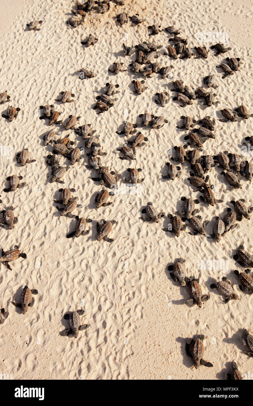 Hawksbill Schildkröte schlüpfen. (Eretmochelys imbricata). Hatchlings auf Strand zum Meer. Gefährdete Arten. Cousine Island. Seychellen. Dist. Stockfoto