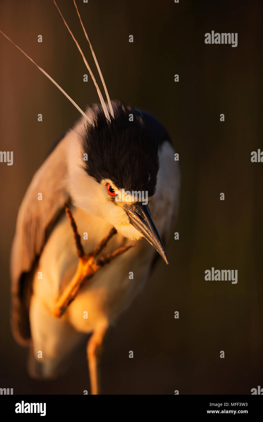 Schwarz - gekrönte Nachtreiher (Nycticorax nycticorax) Ungarn Stockfoto