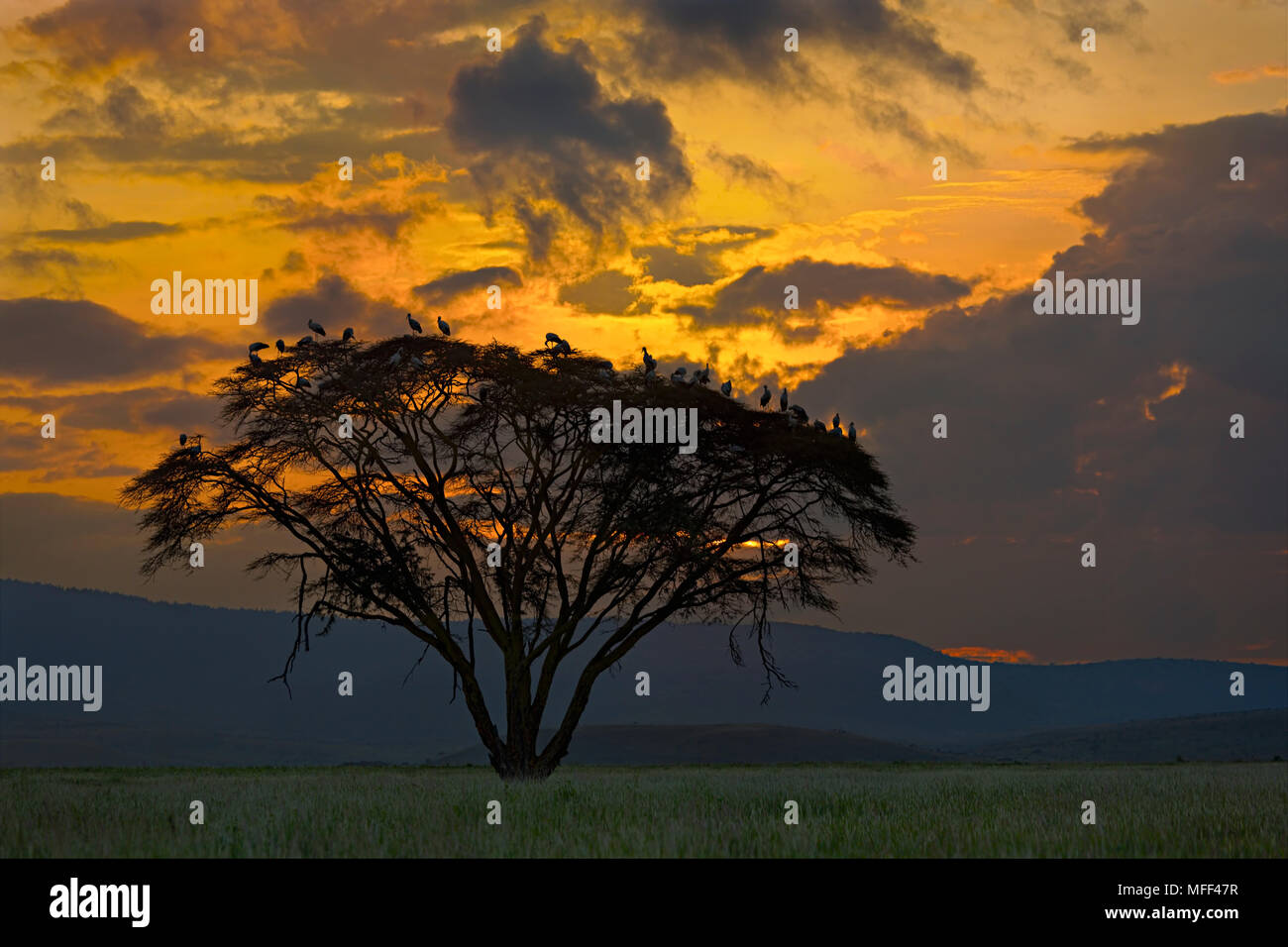 Akazie mit europäischen Weißstörche bei Sonnenuntergang. Nord-Kenia Stockfoto