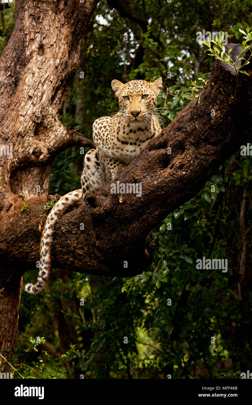 Der Leopard ist die größte der gefleckten Katzen in Afrika. Leoparden sind Einzelgänger nachtaktive Tiere, die in erster Linie arboreal sind. Sie sind Baum erreicht Stockfoto Der Leopard ist die größte der gefleckten Katzen in Afrika. Leoparden sind Einzelgänger nachtaktive Tiere, die in erster Linie arboreal sind. Sie sind Baum erreicht Stockfoto