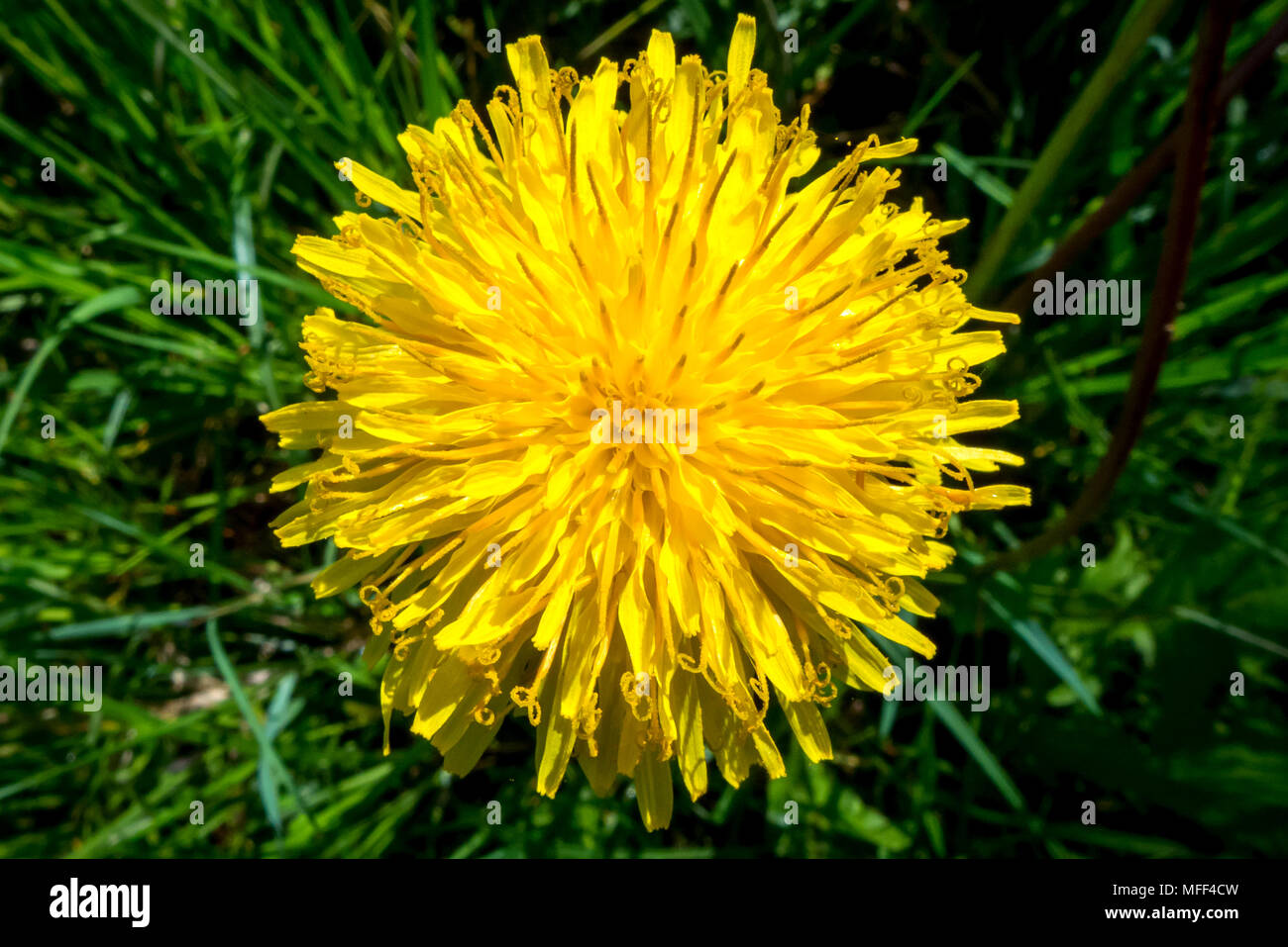 Pflanzen in einem meadowed Garten im Westen Frankreichs Stockfoto