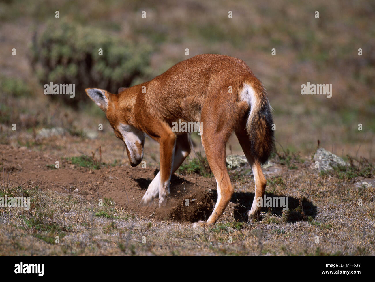 Äthiopische Wolf Graben für Nagetiere Canis simensis Bale Mountains Nat'l Park, Äthiopien. Stockfoto