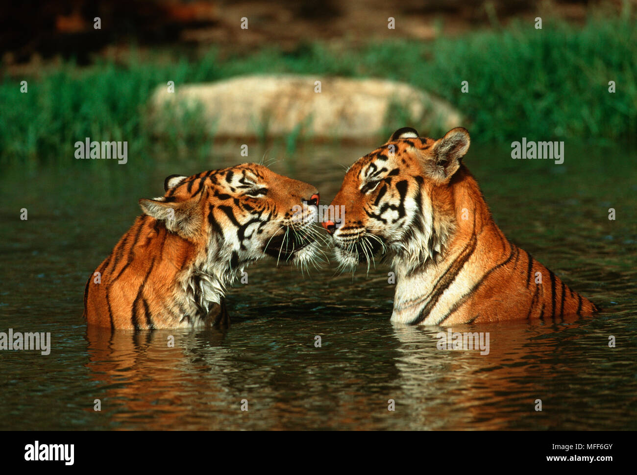 TIGER Paar in Wasser Panthera tigris gefährdeten Arten Stockfoto