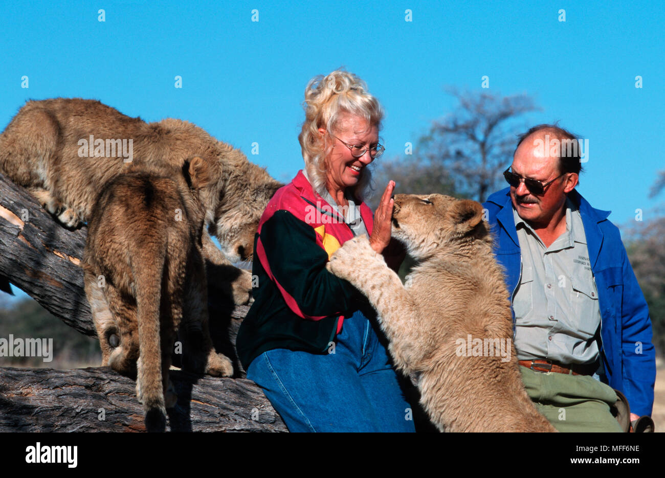 Afrikanischer Löwe Drei Löwen Panthera leo mit Nick und Marieta van der Merwe, Hamas Wildlife Foundation, Namibia, South West Afrika Modell rele Verwaiste Stockfoto