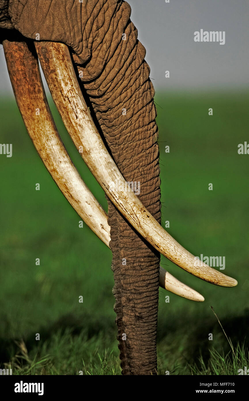 Afrikanischer Elefant Loxodonta africana Elefantenkuh mit außergewöhnlich langen stoßzähnen Amboseli National Park, Kenia Stockfoto