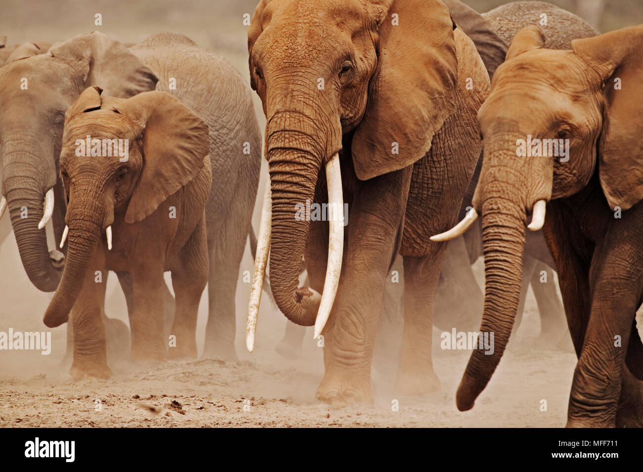 Afrikanischer Elefant Loxodonta africana Herde einschließlich Kuh mit außergewöhnlich langen stoßzähnen Amboseli National Park Kenia Stockfoto