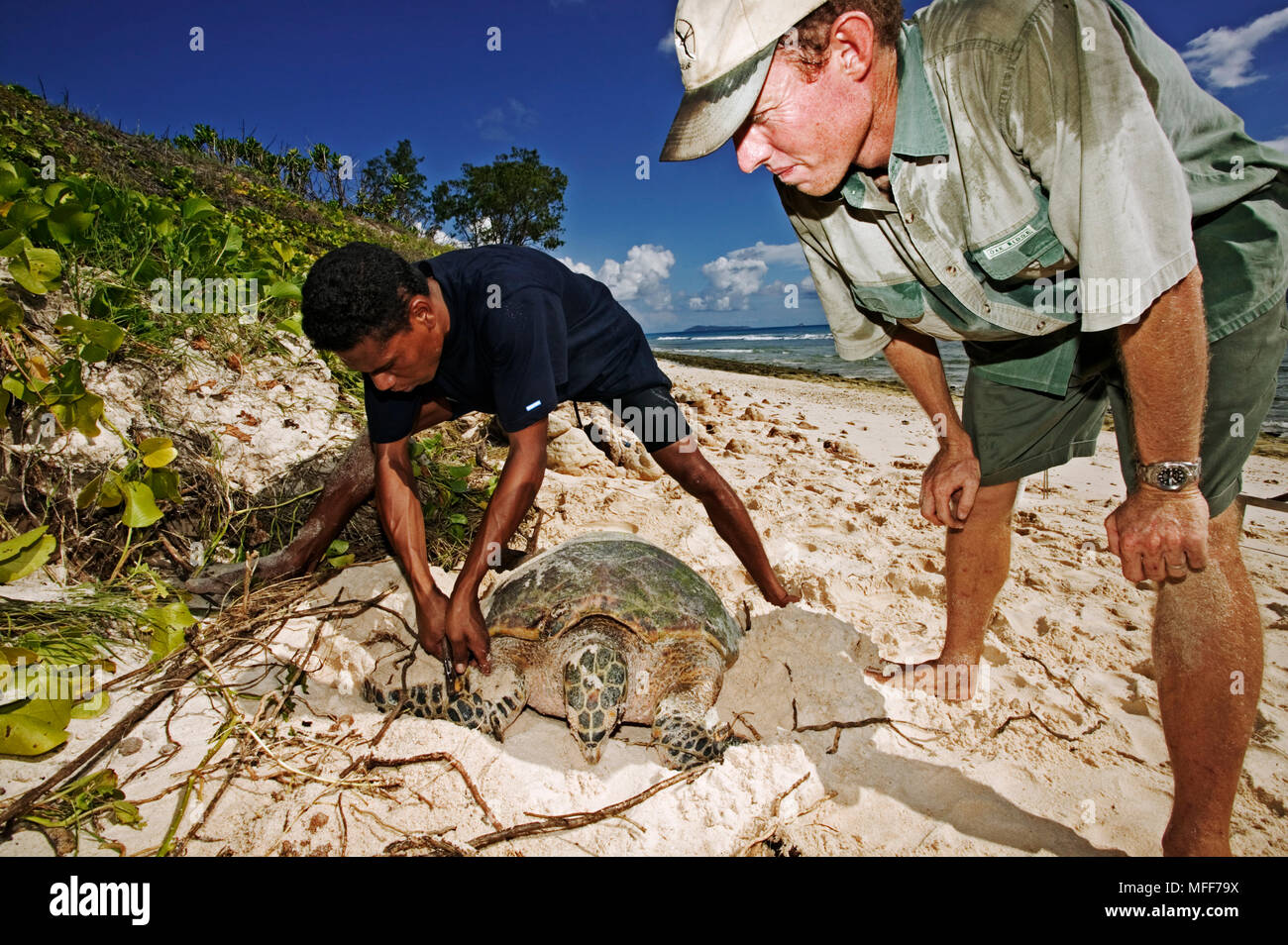 Eretmochelys imbricata hawksbill Schildkröte Forscher tag ein nistkasten turtle Turtle Island, Seychellen. Verbreitung: Tropische und Subtropische Stockfoto