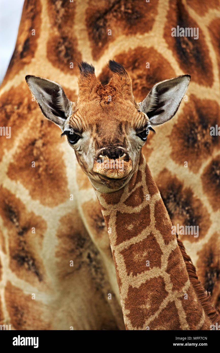ROTHSCHILD GIRAFFE Giraffa Camelopardalis victoriae Baby mit der Mutter. Lake Nakuru, Kenia. Stockfoto