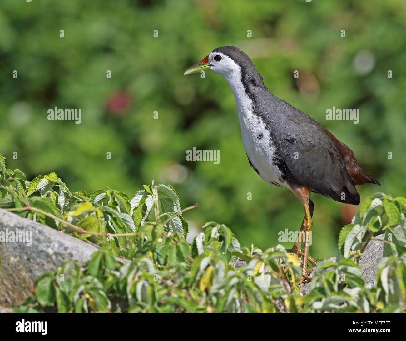 White-breasted Waterhen (Amaurornis phoenicurus phoenicurus) Erwachsenen stehen auf Rock Lanyu Island, Taiwan April Stockfoto