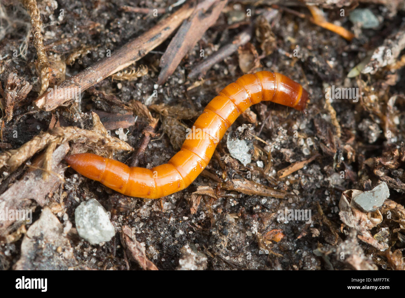 Wireworm, die Larve des klicken Sie auf Käfer und Garten Schädlingsbekämpfung vor allem bei Gemüse und Kartoffeln Züchter Stockfoto