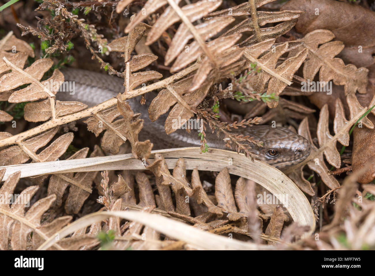 Männliche langsam-worm (Anguis fragilis) unter toten Bracken, Großbritannien sonnt. Reptile verhalten. Stockfoto