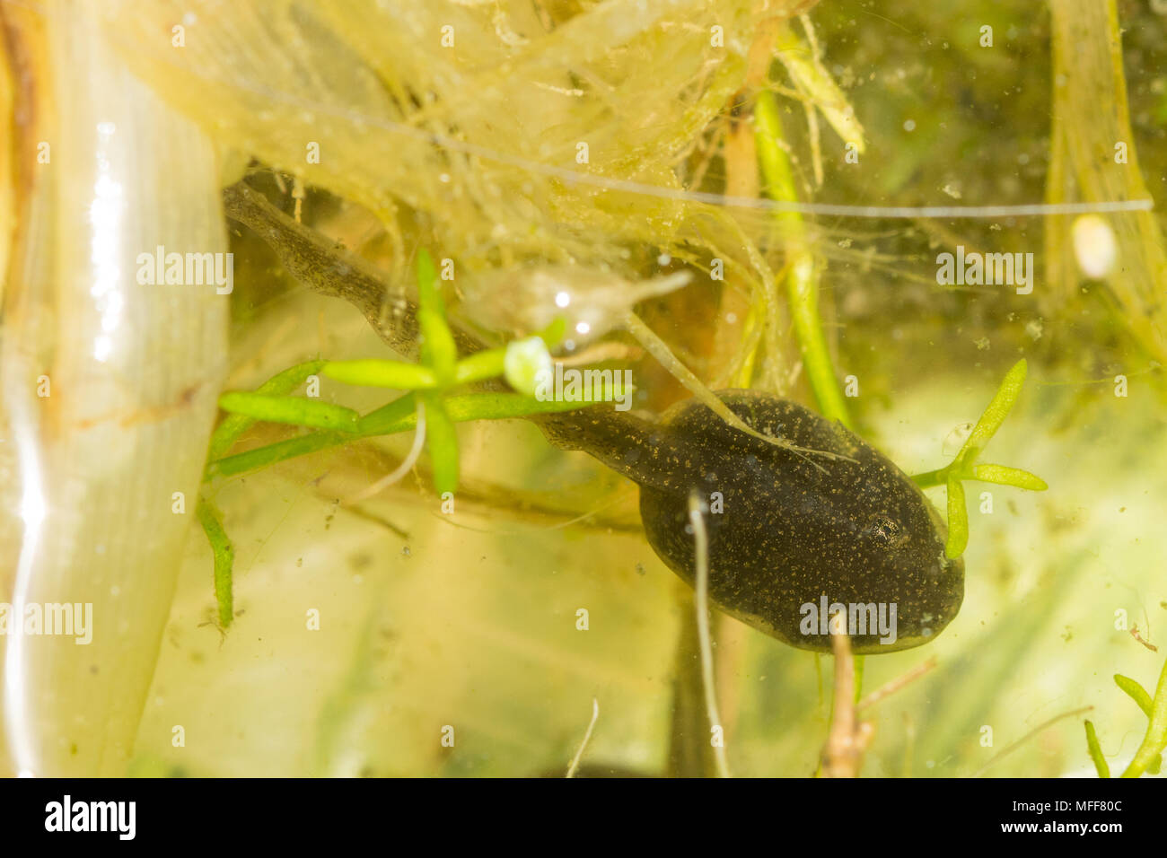 Kaulquappe Grasfrosch (Rana temporaria) mehrere Wochen alt unter den