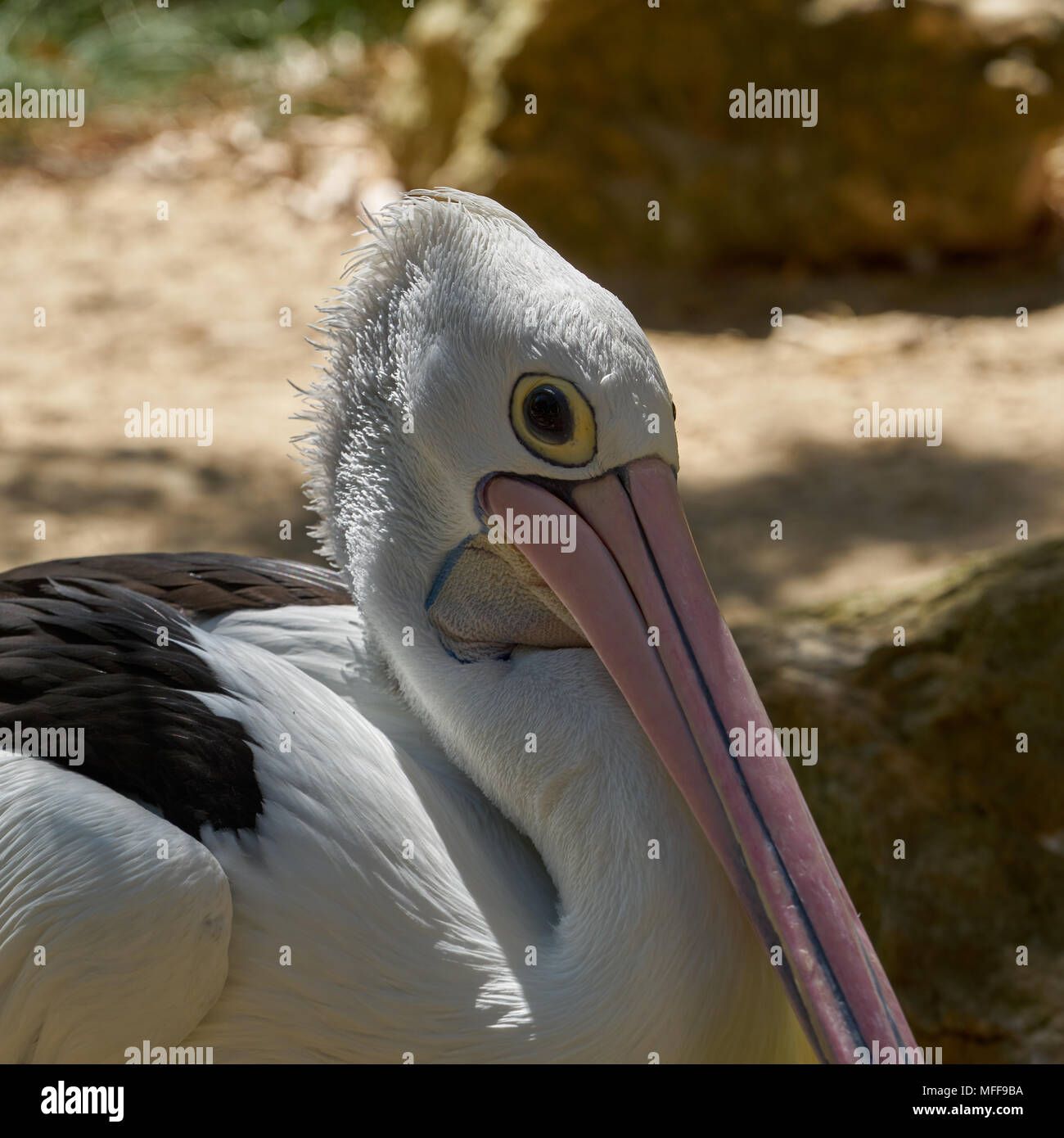 Australian pelican (Pelecanus conspicillatus) am Adelaide Zoo. South Australia. Stockfoto