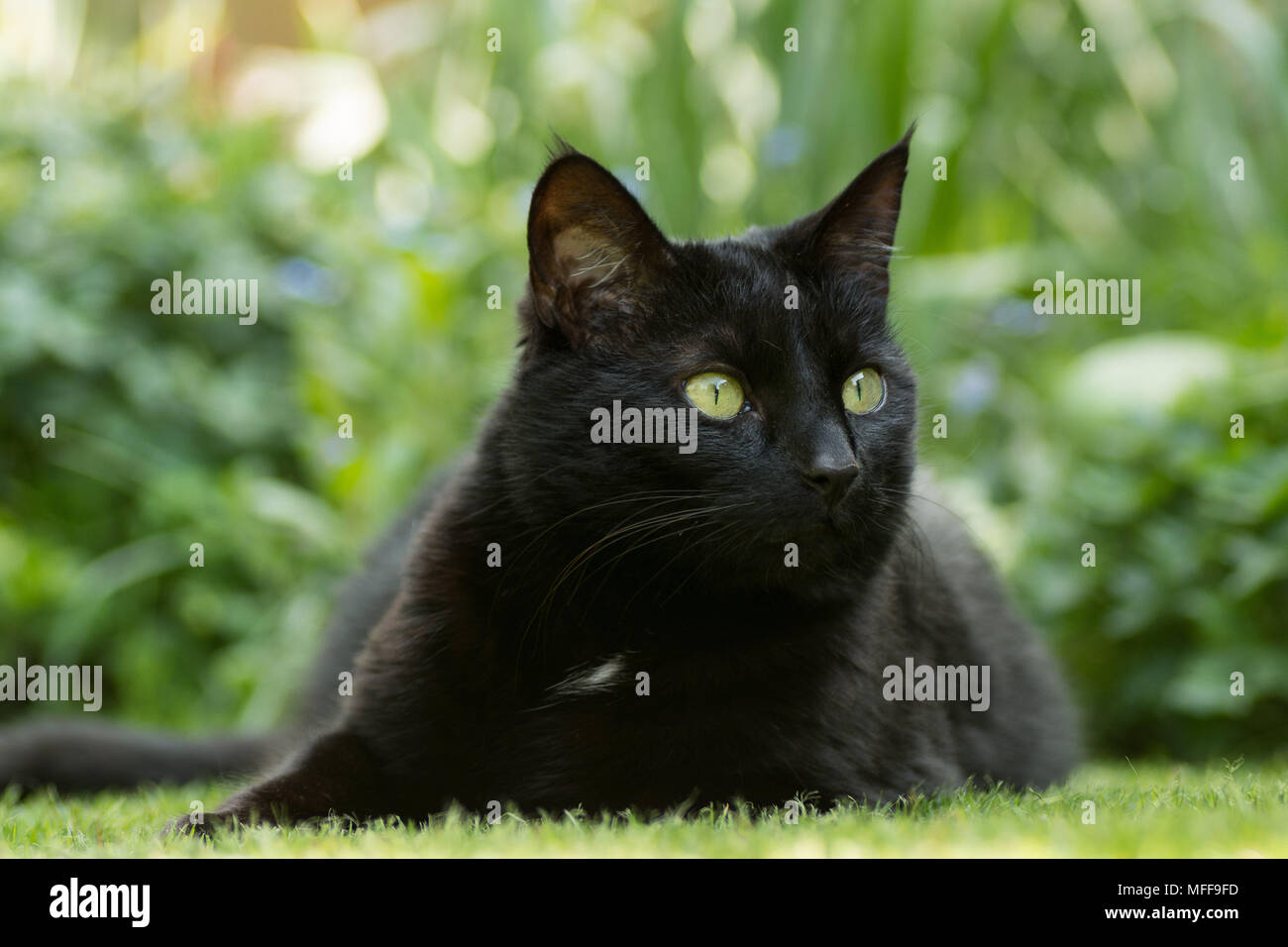 Schwarze und weiße Katze im Garten sitzen Stockfoto