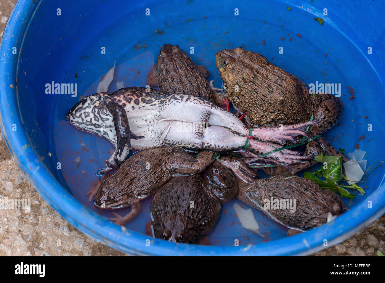 Eimer Frösche Stockfoto