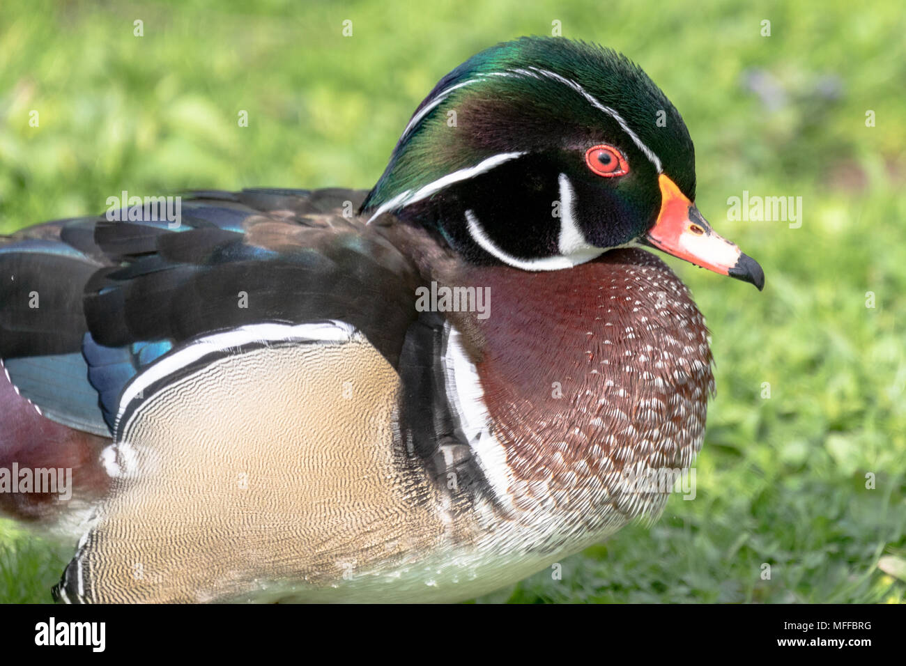 Holz Ente (Aix sponsa), dargestellt auf dem Land Stockfoto