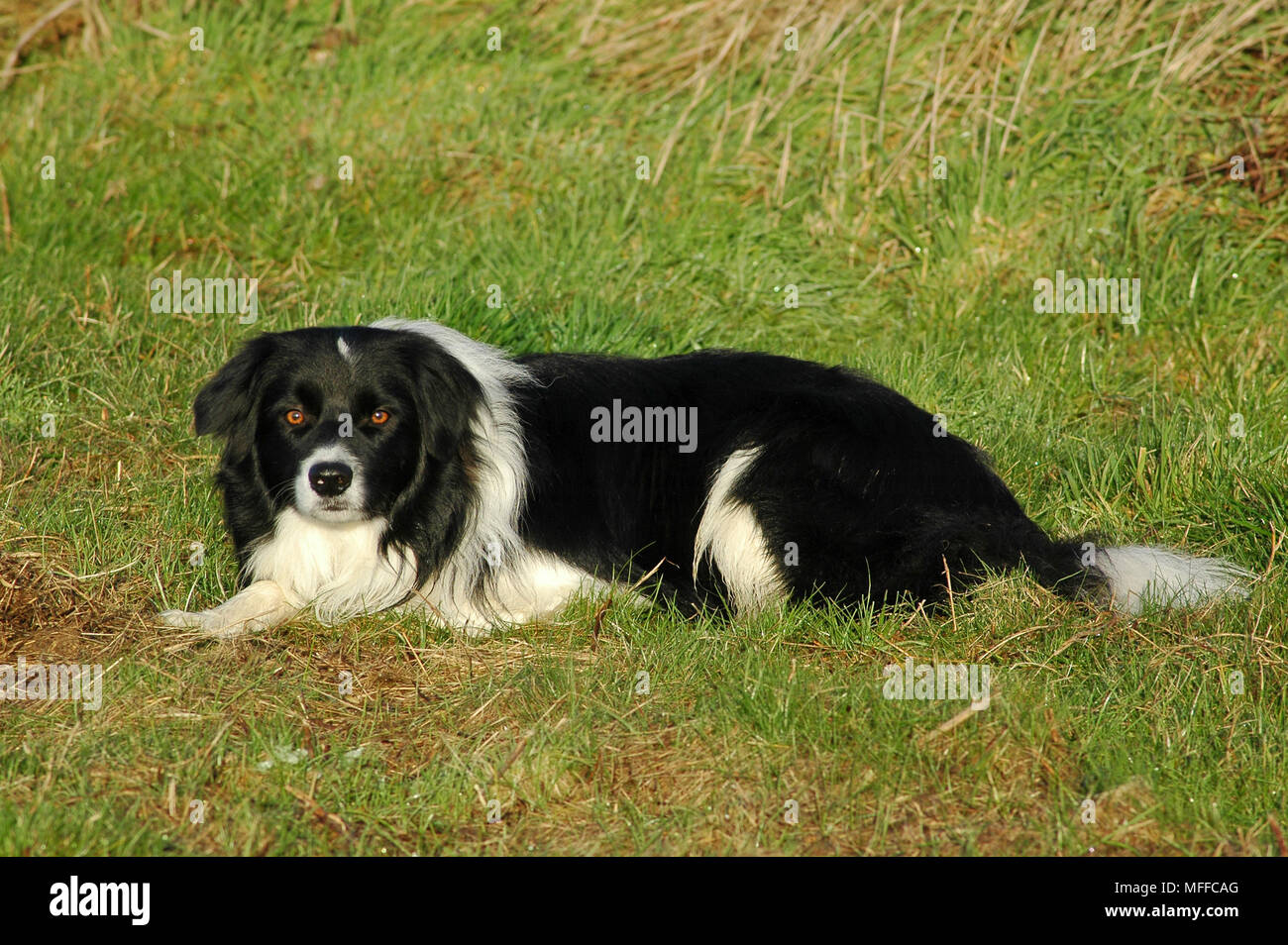 Schwarze und Weiße Border Collie, liegen in einem Feld. Stockfoto