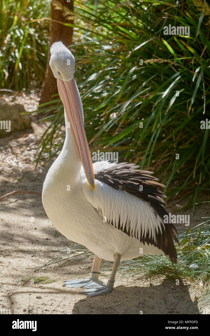 Australian pelican (Pelecanus conspicillatus) am Adelaide Zoo. South Australia. Stockfoto