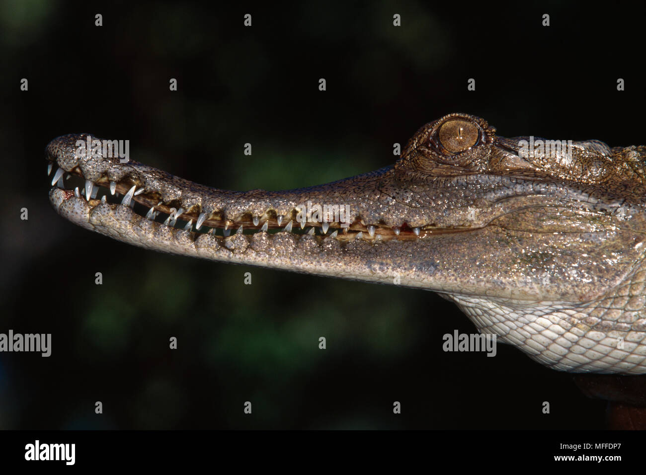 Afrikanische SCHLANK-SNOUTED KROKODIL Kopf detail Crocodylus cataphractus gefährdeten Arten Stockfoto