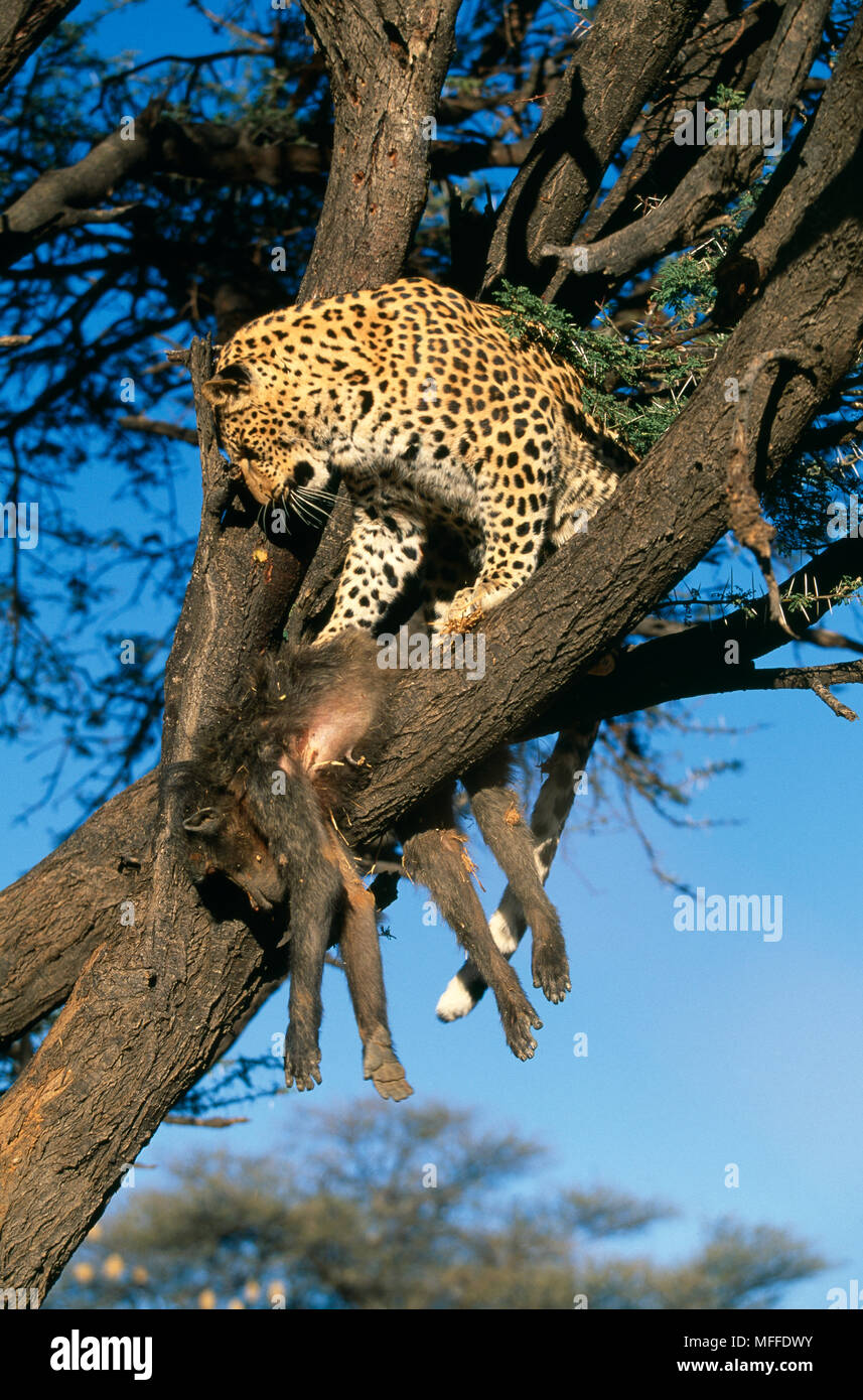 Leopard In Gabel Der Baum Panthera Pardus Mit Pavian Toten Afrika Stockfotografie Alamy