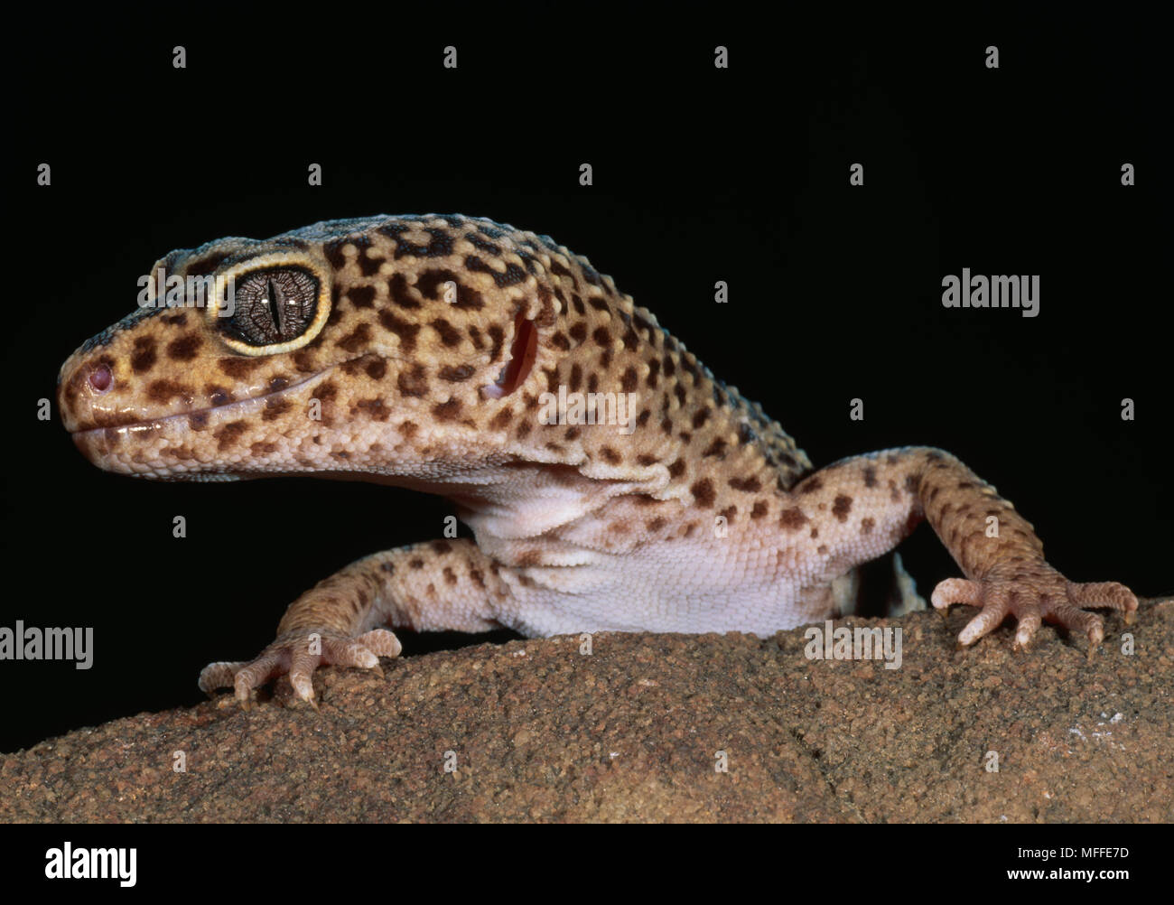 LEOPARD GECKO oder PANTHER GECKO Eublepharis macularius Kopf detail Erwachsene entdeckt, junge gestreift Stockfoto
