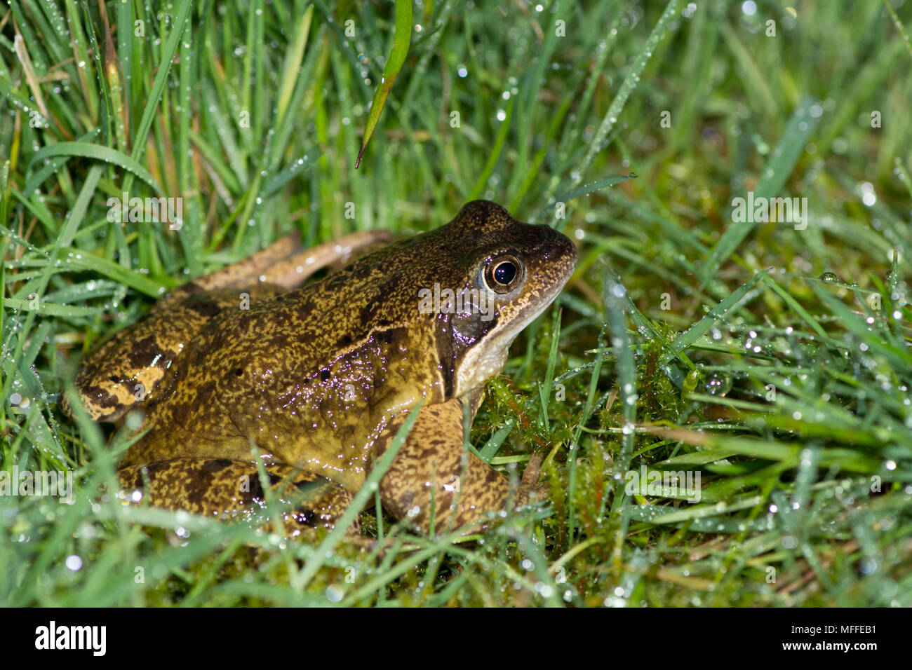 Gemeinsame Frog, Rana temporaria. Weiblich, Teich, um zu laichen. UK. Stockfoto