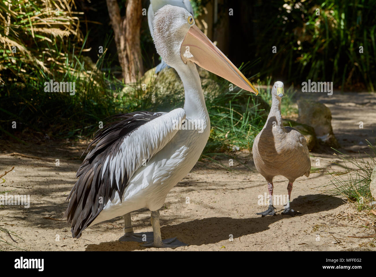 Australian pelican (Pelecanus conspicillatus) am Adelaide Zoo. South Australia. Stockfoto