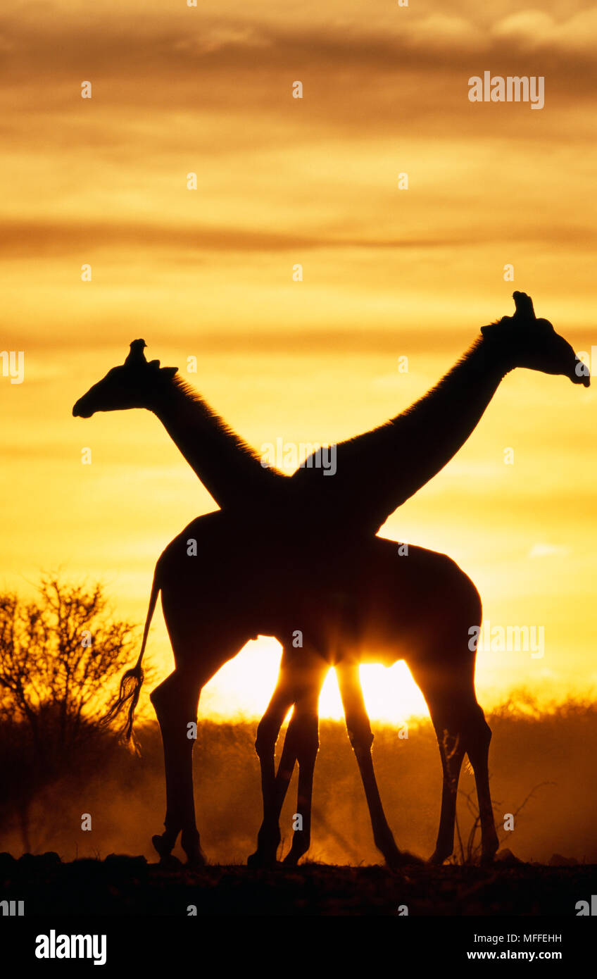 Giraffen Silhouette bei Sonnenuntergang, Giraffa Camelopardalis Etosha Nationalpark, Namibia. Stockfoto
