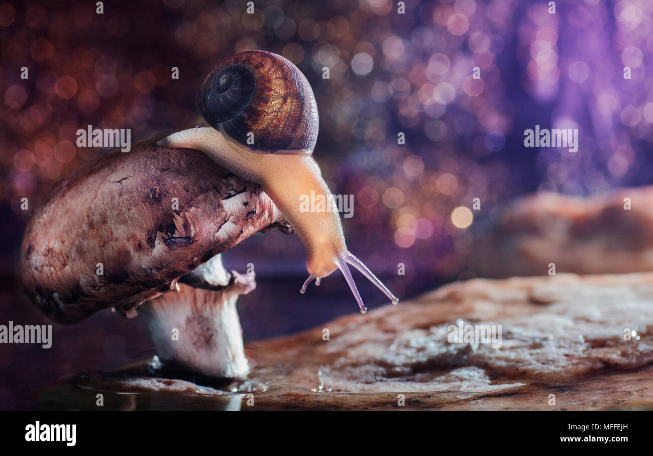 Schnecke - Fantasy World Stockfoto