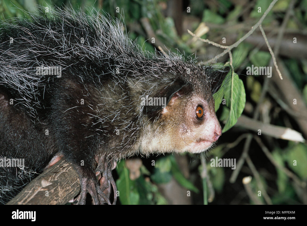 AYE-aye Kopf detail Daubentonia madagascariensis einen eigenen, hoch spezialisierten Arten von lemuren Madagaskar Gefährdete sp Stockfoto