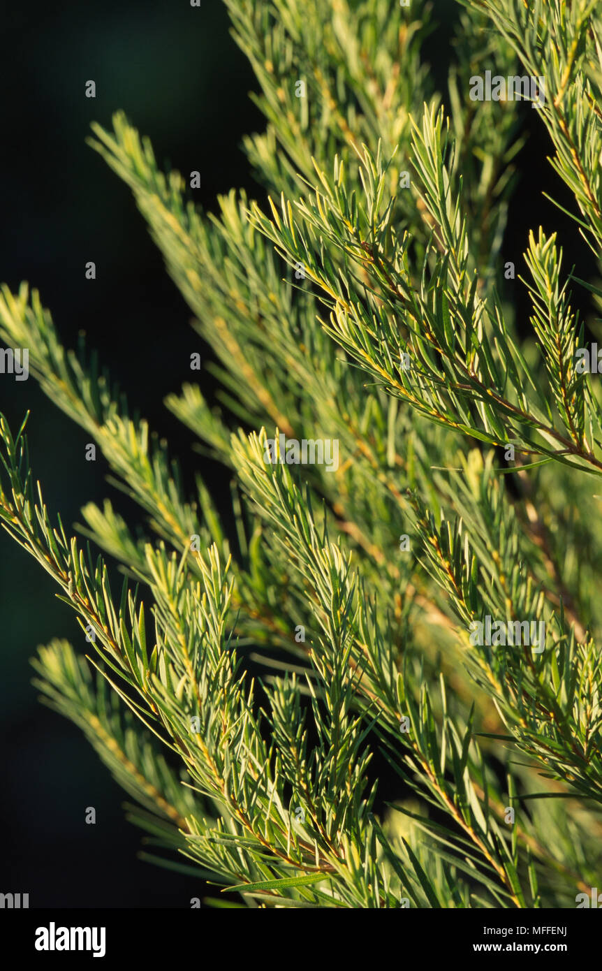 Kaffee baum laub detail Melaleuca alternifolia kleiner Strauch extrahierte Öl hat eine Vielzahl von Arzneimitteln verwendet >> Stockfoto