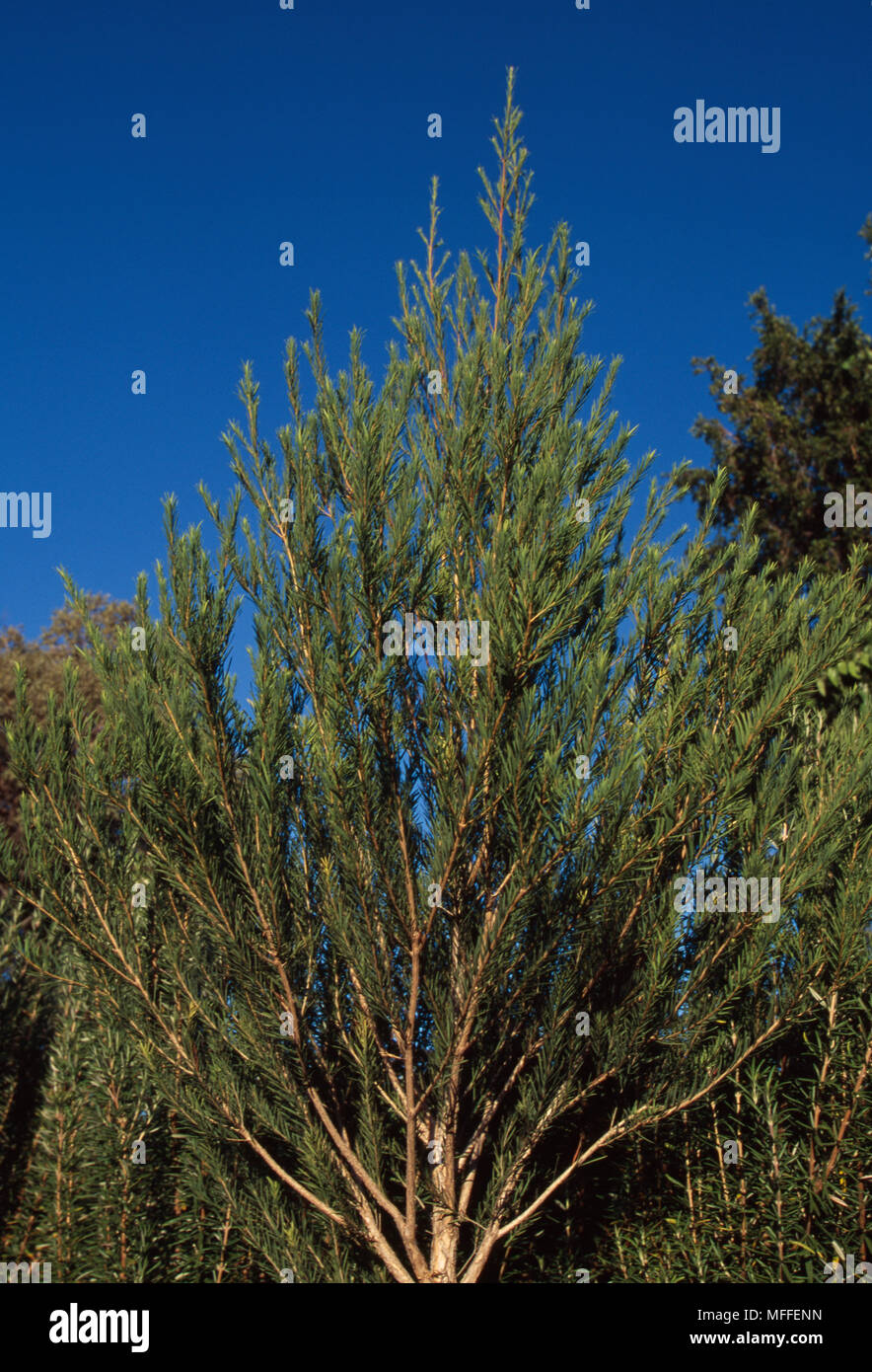 Teebaum Melaleuca alternifolia kleiner Strauch extrahierte Öl hat eine Vielzahl von Arzneimitteln verwendet >> Stockfoto