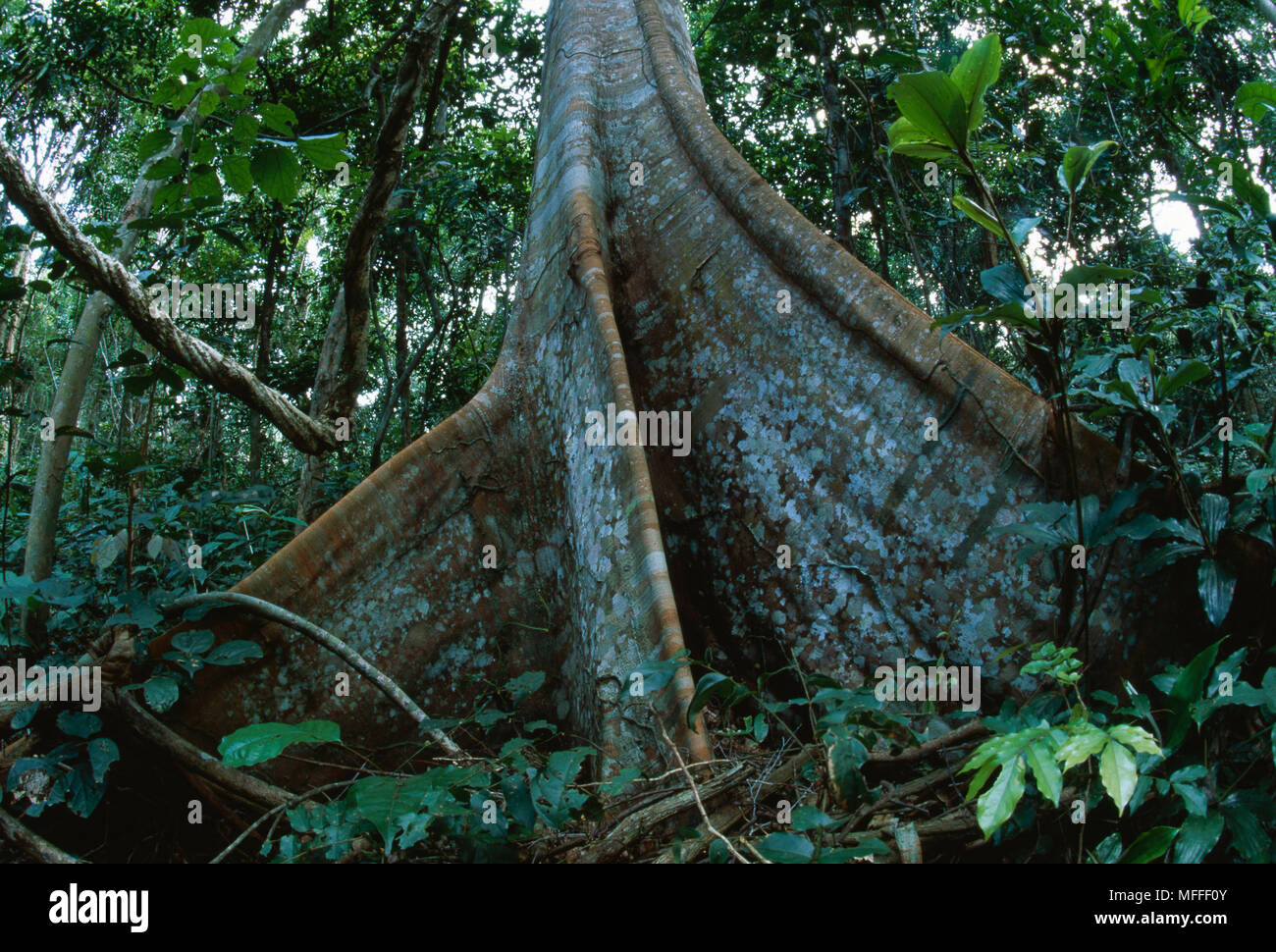 Tropischer Regenwald Interieur mit Baum mit Wurzeln westlichen Flussgebiet feuchten Wald Vordach buttress, Gabun Stockfoto