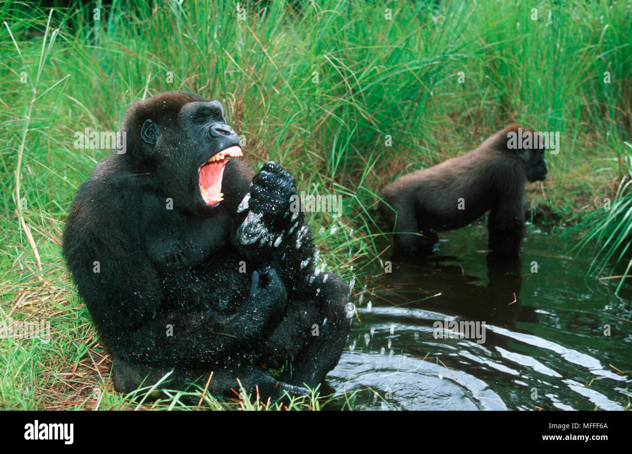 Geh gorillas Fotos und Bildmaterial in hoher Auflösung Alamy(01)