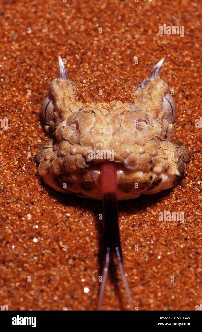 HORNED ADDER Bitis caudalis im Sand verborgen, Südafrika Stockfoto